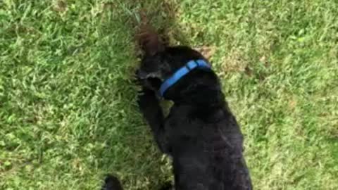 Chico the dog searches for squeakies