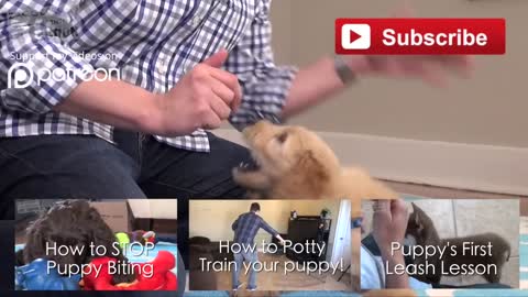 Easy Things to Teach your NEW PUPPY!