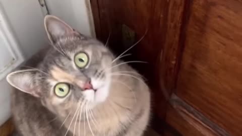 This Video Will Attract ANY CAT!!! - Meows That Get Any Cat To Come To You!!