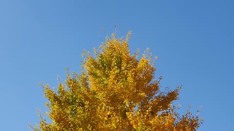Blue sky, cool breeze, ginkgo tree