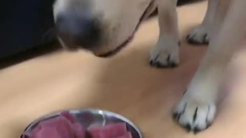 Dog LAUGHING SO HARD