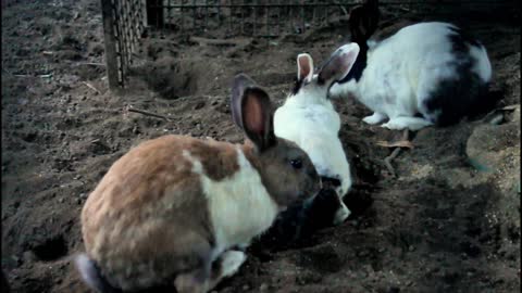Rabbit stopped Digging the Floor and Digged his friend's Bum