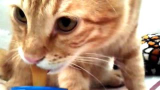 Cat with a Soother