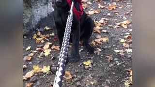 Escaping doggo