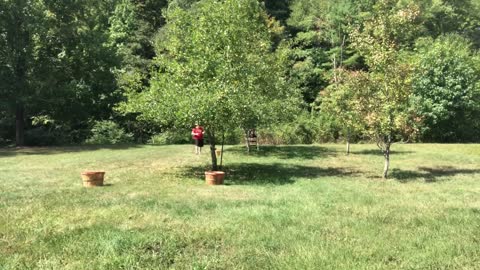 Harvesting Our Apples!