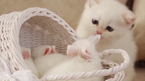 White Kitty and White Bunny BFF