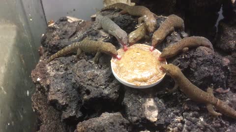 Mourning Geckos Gathered Around Their Dinner Plate