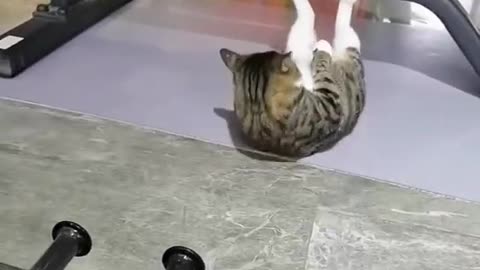 Kung Fu cat, incredible ability.