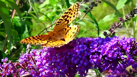 Fritillary Butterfly