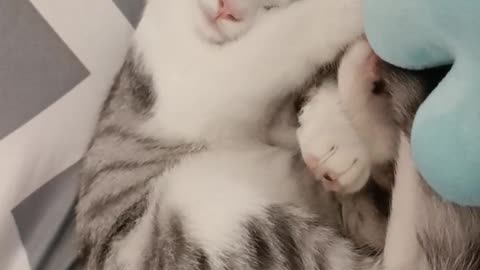 Cats sleep