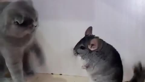 Cats fighting with chinchilla