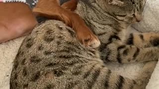 Cats & Dog - Beyond The Freindship