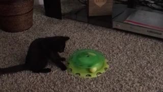 Cat enjoys spin toy