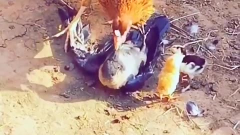 Chicken and Crow fight | chicken protect his chick 🐣