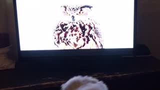 Dog barking at owl on tv while wagging tail