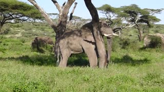 Elephant: King Of The Kalahari