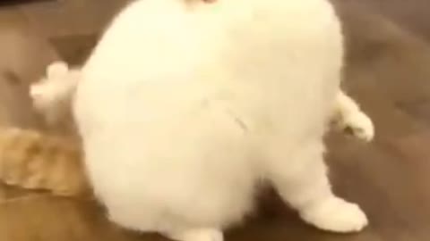 OMG❤️ so cute fanny cat video 2021