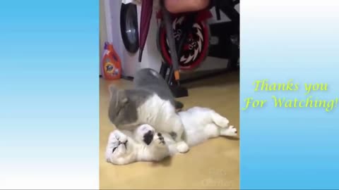 Cute pets and Funny animals Hilarios p3