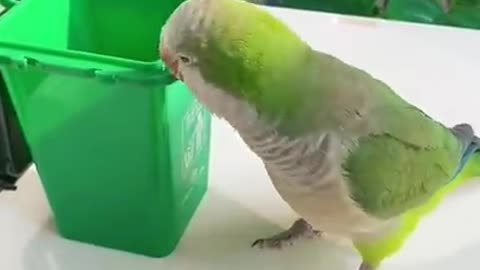 Cute Baby Parrot