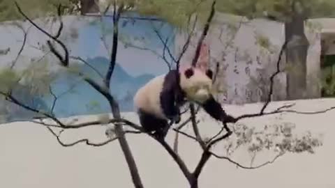 Cute 🥰 Funny 🐼 panday video,wait for end 🤔