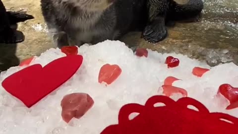Happy #ValentinesDay ❤️ Share this video with your significant otter! 🦦 Video by