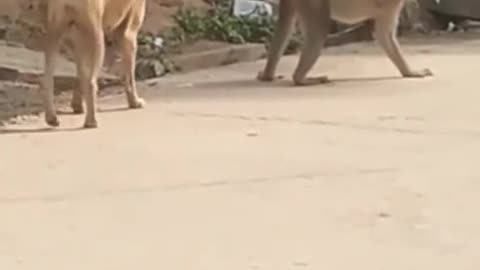 Watch This Super Funny & Hilarious Monkey That Will Make You Laugh Out Loud