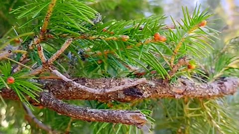 Pine tree Conifer