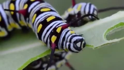 Caterpillar satiates its appetite #shorts #viral #shortsvideo #video