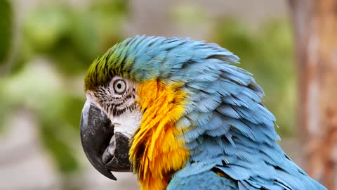 Look At This Beautiful Colorful Parrot