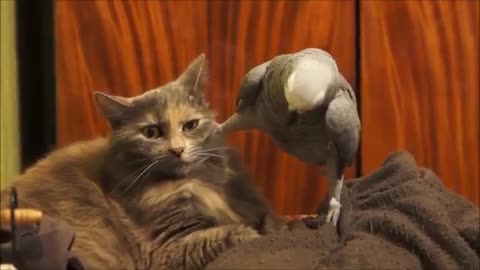 Parrot annoys cat