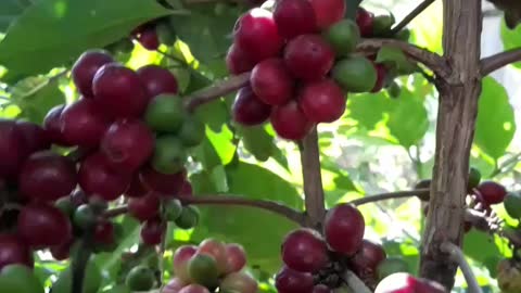 coffee plants and coffee beans