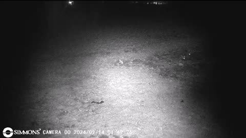 Backyard Trail Cams - A Pair of Rabbits