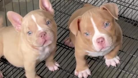 American bull baby puppy dogs