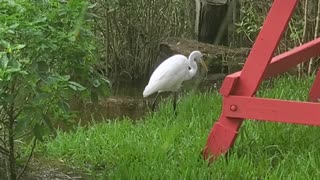 Great Egret