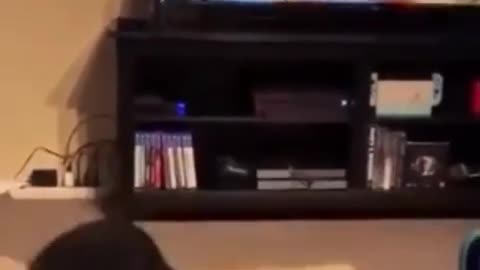 Dog Has Incredible Reaction During Horror Scene TV