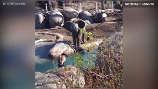 Elefante e ganso travam batalha épica em zoo nos EUA
