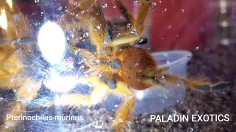 Pterinochilus murinus (Orange Baboon) Tarantula Breeding Successful Pairing