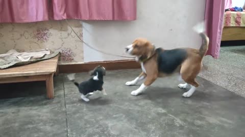 A tough fight between father & daughter - Leo & Lilly - Leo The Beagle