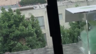 Saving a Hummingbird Stuck in an Apartment