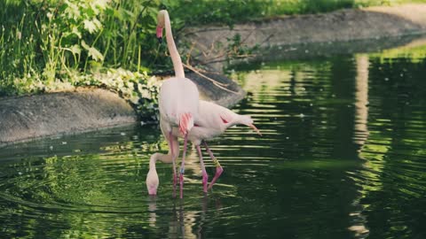 two flamingos seeking fishes