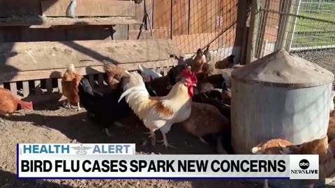 Bird flu cases spark new concerns