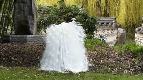 3 most beautiful peacocks of differents colors _ white peacock, black peacock. ..