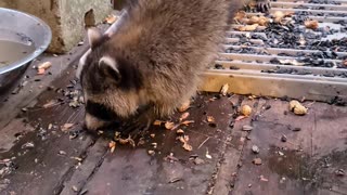 07-08-23 | Feeding Baby Raccoons, Part 8 | #shorts