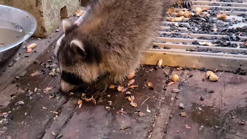 07-08-23 | Feeding Baby Raccoons, Part 8 | #shorts