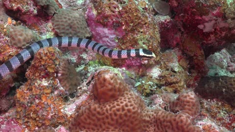 🌊🐍Diver Encounters one of the most Deadly Snakes in the world!🌟