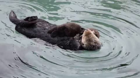 Female sea otter grooms 1 day old baby