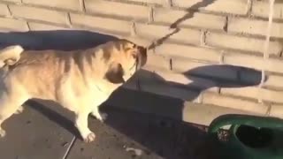 Dog is drinking fake water from the wall
