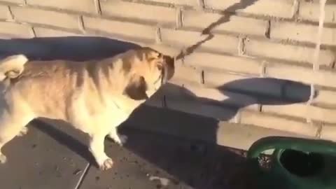 Dog is drinking fake water from the wall