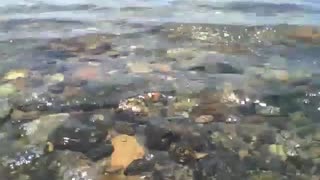 Filming in the shallow part of beach, rocks, shellfish and waves, beautiful! [Nature & Animals]