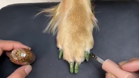 the Dog with Beautiful nail salon